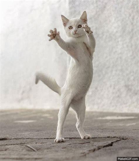 dance cat gif